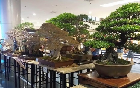 bonsai-sanib-puwersa